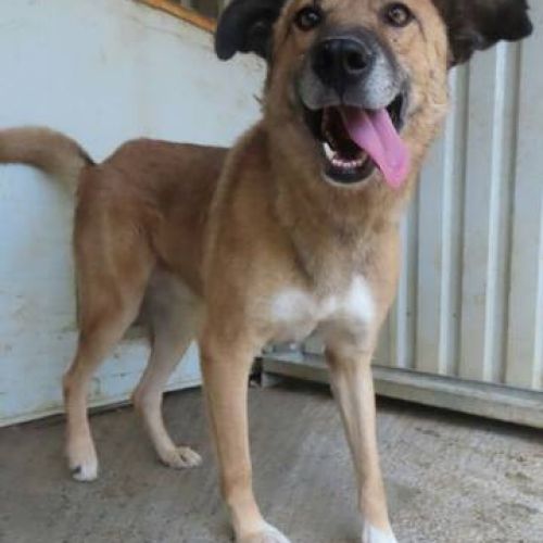 #BE2412325 - Chien à adopter #BE2412325 - Chien à adopter