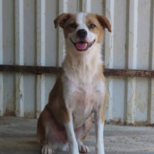 #BE2412326 - Chien à adopter #BE2412326 - Chien à adopter