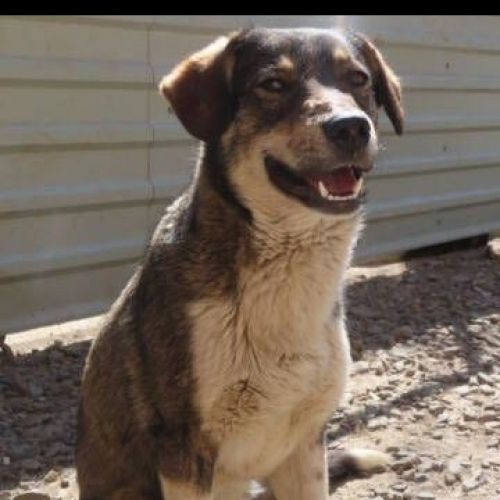 #BE2412327 - Chien à adopter #BE2412327 - Chien à adopter
