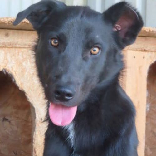 #BE2412328 - Chien à adopter #BE2412328 - Chien à adopter