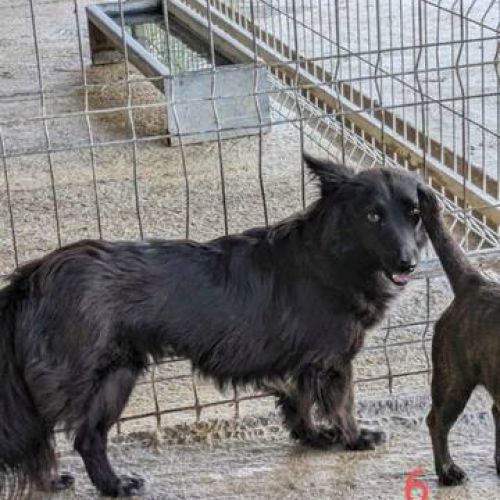 #BE2412330 - Chien à adopter #BE2412330 - Chien à adopter