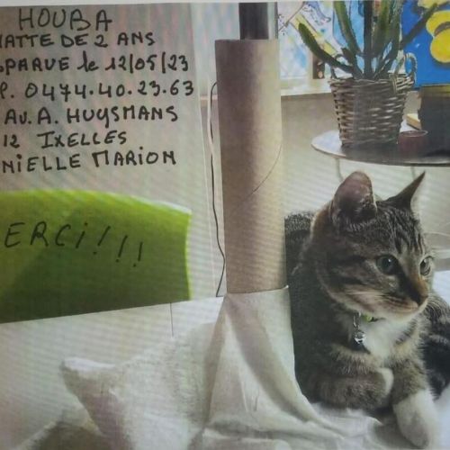 #BE2412333 - Chat perdu #BE2412333 - Chat perdu