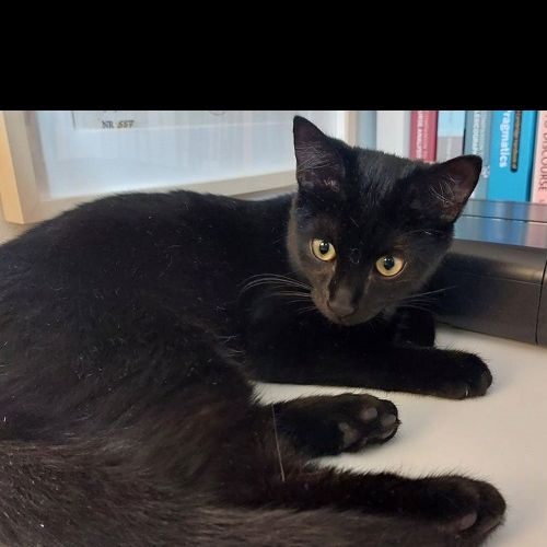 #BE2412337 - Chat perdu