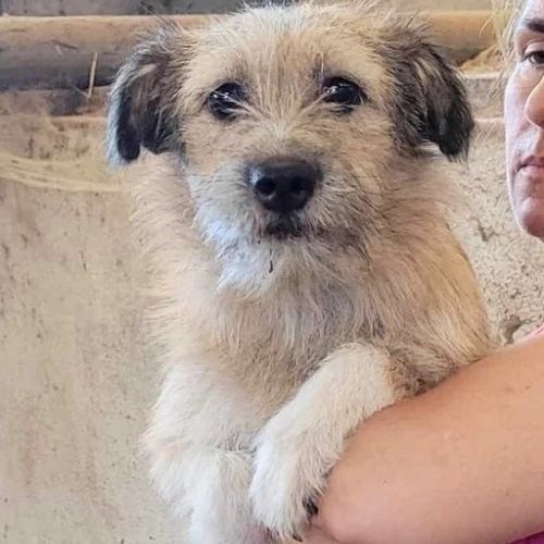 #BE2412341 - Chien à adopter #BE2412341 - Chien à adopter