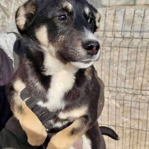 #BE2412342 - Chien à adopter #BE2412342 - Chien à adopter