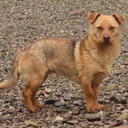 #BE2412349 - Chien à adopter #BE2412349 - Chien à adopter