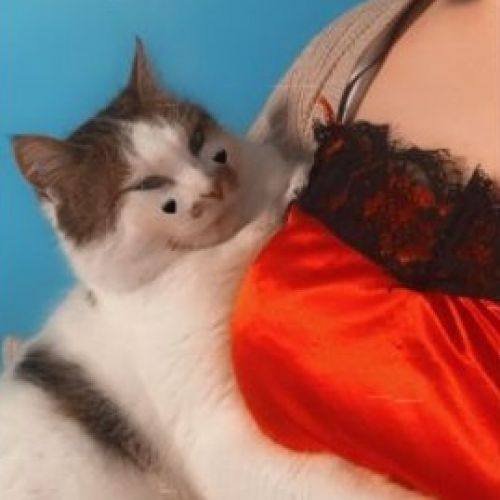 #BE2412352 - Chat perdu #BE2412352 - Chat perdu