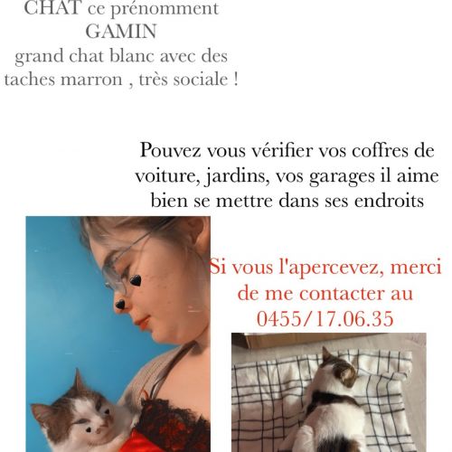 #BE2412352 - Chat perdu #BE2412352 - Chat perdu