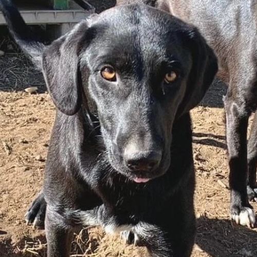 #BE2412354 - Chien à adopter #BE2412354 - Chien à adopter