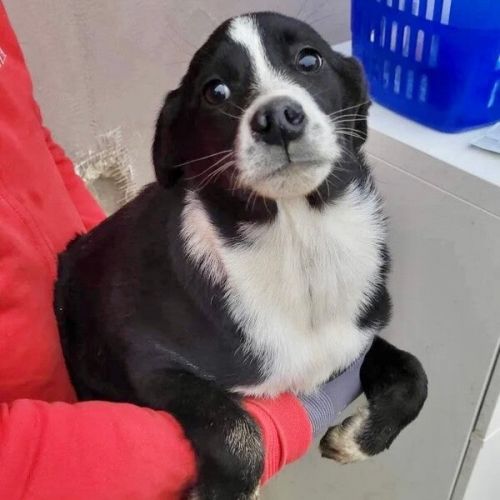 #BE2412355 - Chien à adopter #BE2412355 - Chien à adopter