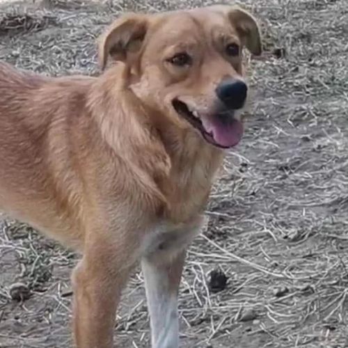 #BE2412358 - Chien à adopter #BE2412358 - Chien à adopter