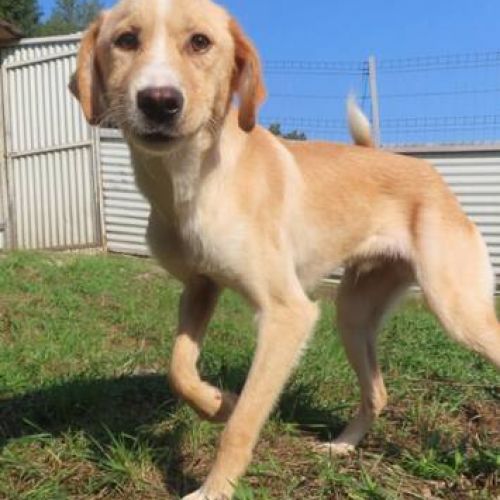 #BE2412363 - Chien à adopter #BE2412363 - Chien à adopter