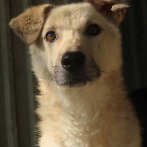 #BE2412366 - Chien à adopter #BE2412366 - Chien à adopter