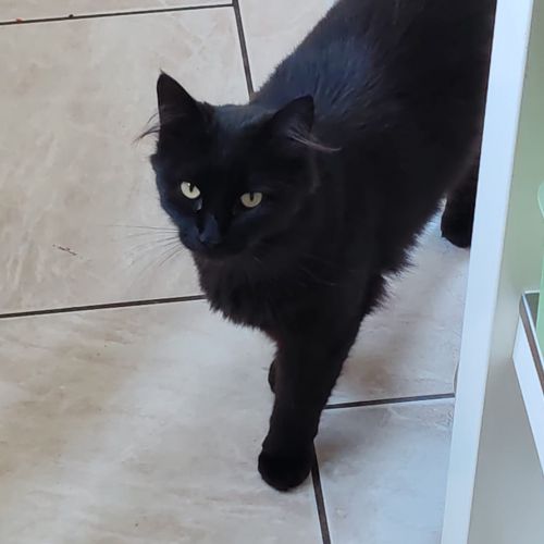 #BE2412352 - Chat perdu #BE2412352 - Chat perdu