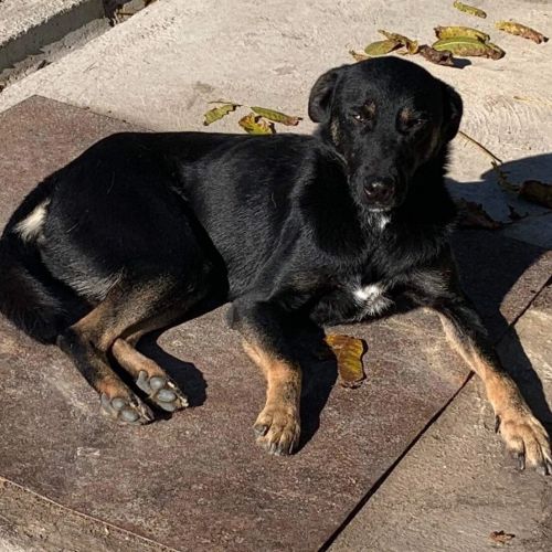 #BE2412372 - Chien à adopter #BE2412372 - Chien à adopter