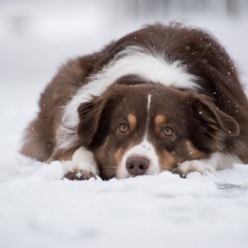 Froid et chiens : Quels risques et comment assurer leur confort ? Froid et chiens : Quels risques et comment assurer leur confort ?