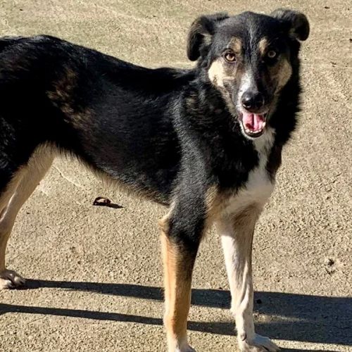 #BE2412375 - Chien à adopter #BE2412375 - Chien à adopter
