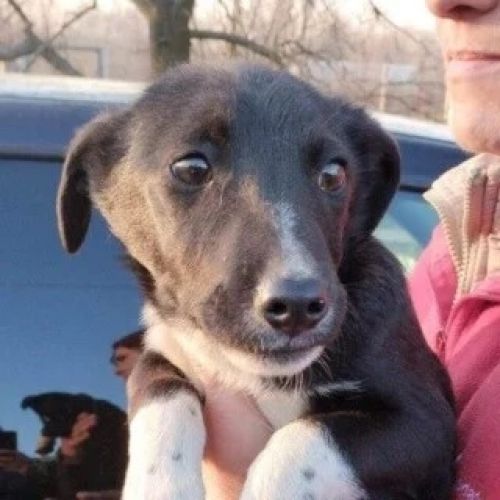 #BE2412376 - Chien à adopter #BE2412376 - Chien à adopter