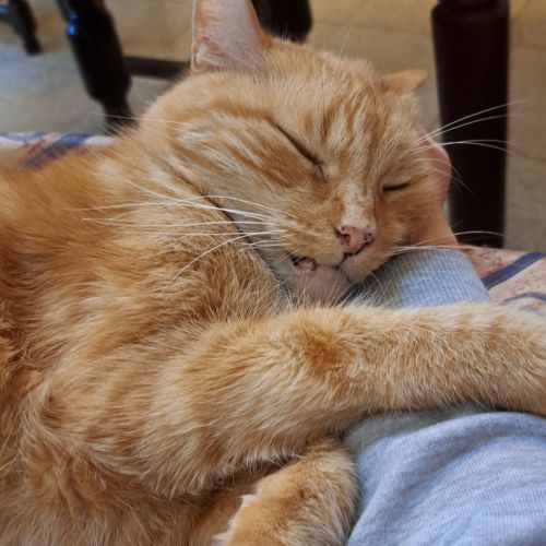 #BE2412378 - Chat perdu #BE2412378 - Chat perdu