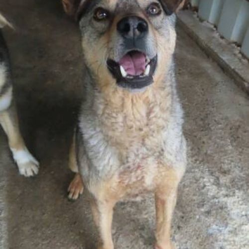 #BE2412386 - Chien à adopter #BE2412386 - Chien à adopter
