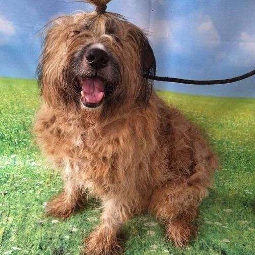 #BE2412390 - Chien à adopter #BE2412390 - Chien à adopter