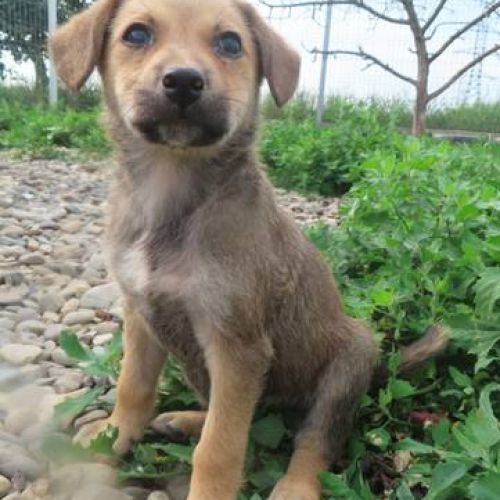 #BE2412392 - Chien à adopter #BE2412392 - Chien à adopter