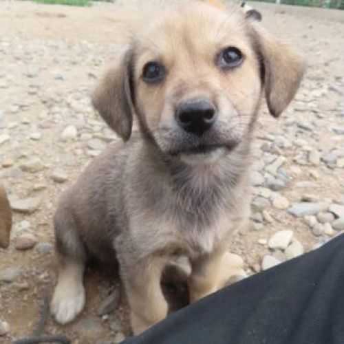 #BE2412393 - Chien à adopter #BE2412393 - Chien à adopter