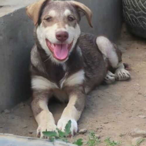 #BE2412394 - Chien à adopter #BE2412394 - Chien à adopter
