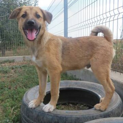 #BE2412396 - Chien à adopter #BE2412396 - Chien à adopter