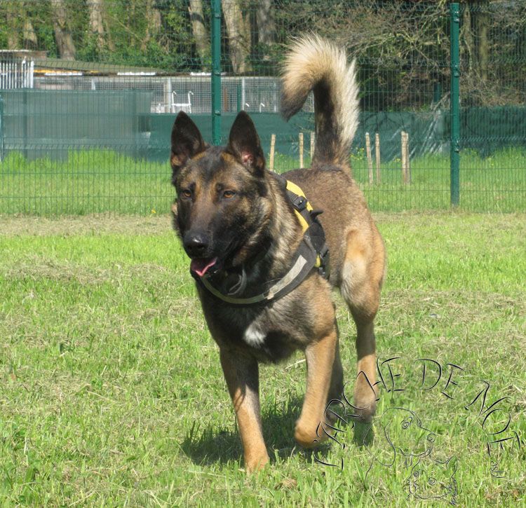 Chien à adopter à Maisières AnimalWeb