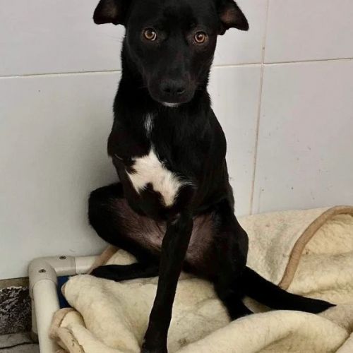 #BE2412405 - Chien à adopter #BE2412405 - Chien à adopter