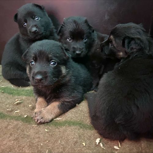 #BE2412408 - Chiens à vendre #BE2412408 - Chiens à vendre