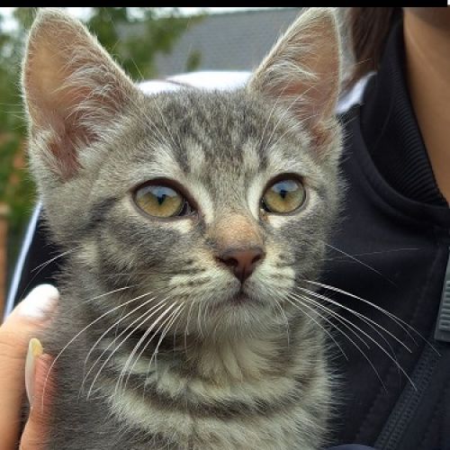 #BE2412409 - Chat trouvé