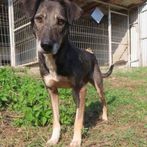 #BE2412411 - Chien à adopter #BE2412411 - Chien à adopter
