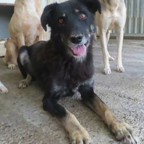 #BE2412412 - Chien à adopter #BE2412412 - Chien à adopter