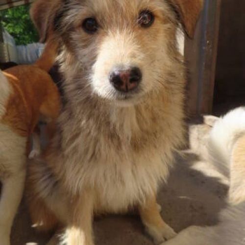 #BE2412413 - Chien à adopter #BE2412413 - Chien à adopter