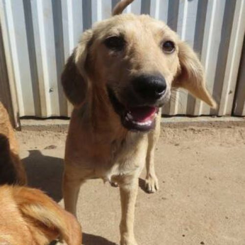 #BE2412414 - Chien à adopter #BE2412414 - Chien à adopter