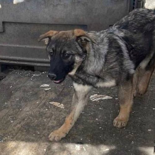 #BE2412415 - Chien à adopter #BE2412415 - Chien à adopter