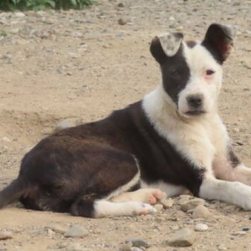 #BE2412418 - Chien à adopter #BE2412418 - Chien à adopter