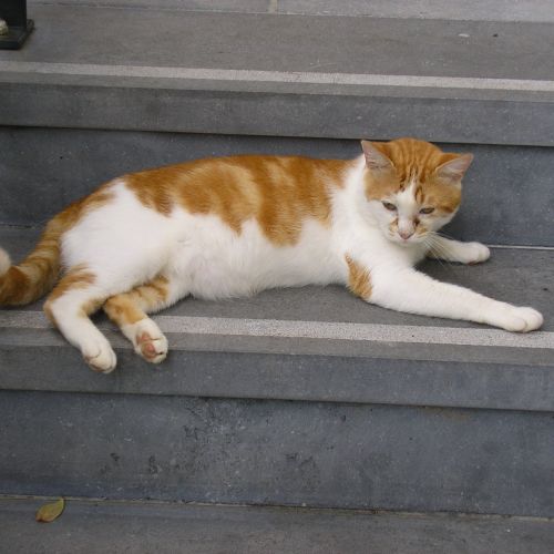 #BE2412420 - Chat perdu #BE2412420 - Chat perdu