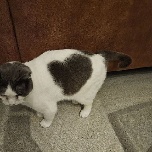 #BE2412421 - Chat perdu #BE2412421 - Chat perdu