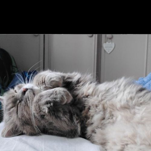 #BE2412424 - Chat perdu #BE2412424 - Chat perdu