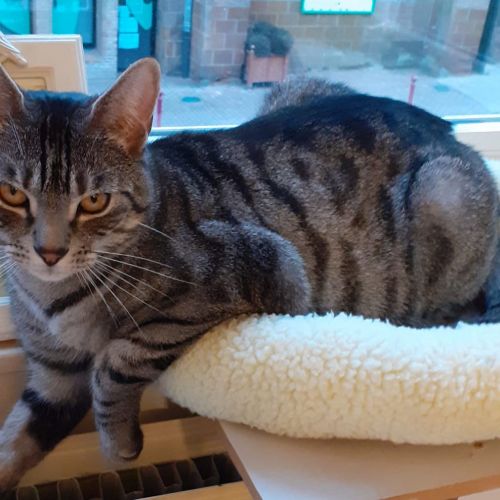 #BE2412425 - Chat perdu