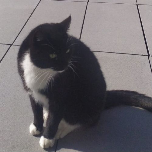 #BE2412426 - Chat perdu #BE2412426 - Chat perdu