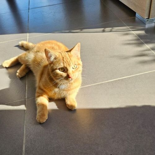 #BE2412427 - Chat perdu #BE2412427 - Chat perdu
