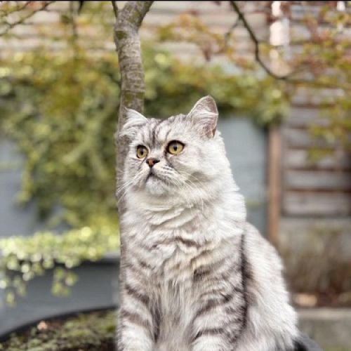 #BE2412429 - Chat perdu #BE2412429 - Chat perdu