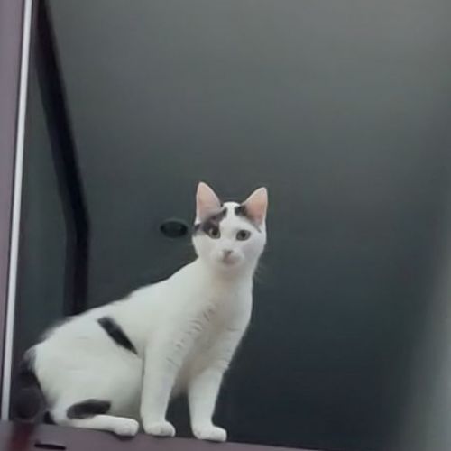 #BE2412431 - Chat perdu #BE2412431 - Chat perdu