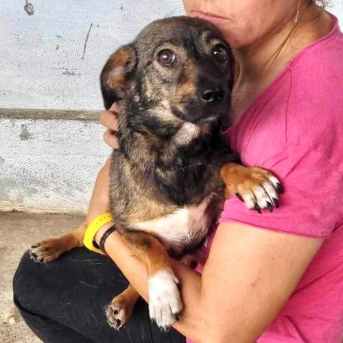 #BE2412435 - Chien à adopter #BE2412435 - Chien à adopter