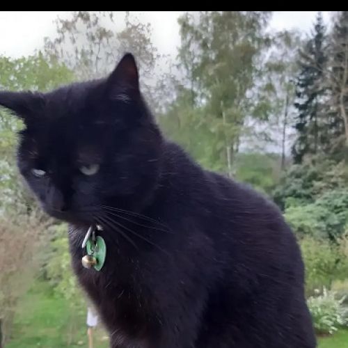 #BE2412436 - Chat perdu