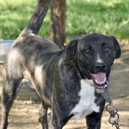 #BE2412440 - Chien à adopter #BE2412440 - Chien à adopter
